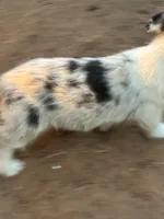 Jake, a male Pembroke Welsh Corgi for sale in Clovis, NM – Photo 1 of 3