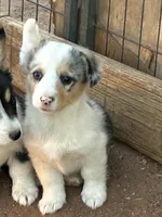 Jake, a male Pembroke Welsh Corgi for sale in Clovis, NM – Photo 2 of 3