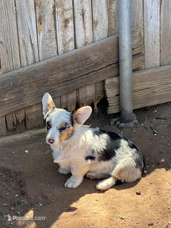 Jake – Pembroke Welsh Corgi puppy for sale in Clovis, NM