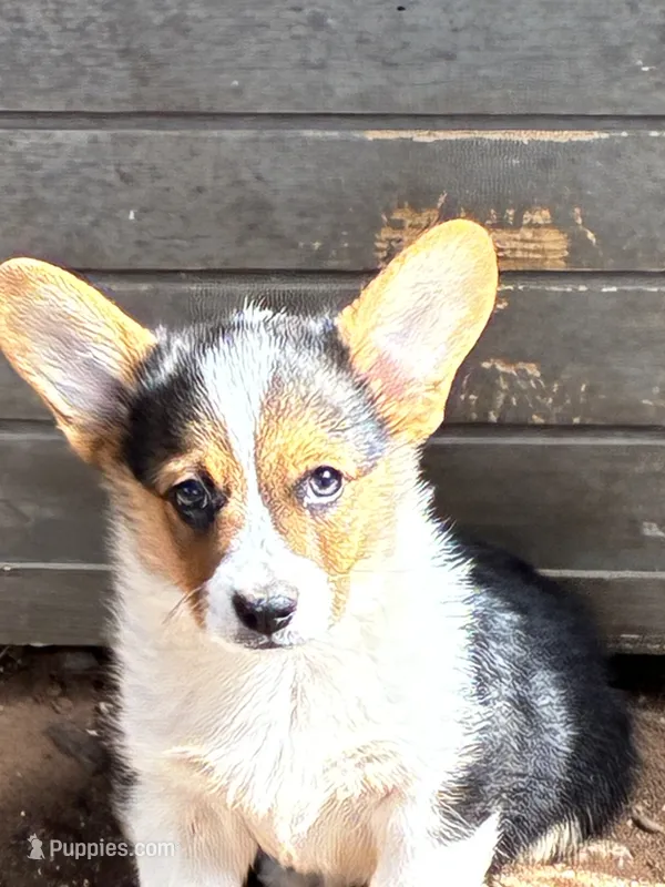Apache – Pembroke Welsh Corgi puppy for sale in Clovis, NM