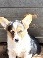 Apache, a male Pembroke Welsh Corgi for sale in Clovis, NM – 1 of 3