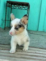 Molly, a female Pembroke Welsh Corgi for sale in Clovis, NM – 3 of 4