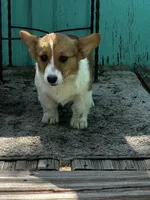 Levi, a female Pembroke Welsh Corgi for sale in Clovis, NM – 3 of 3