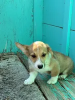 Tex, a male Pembroke Welsh Corgi for sale in Clovis, NM – 3 of 3