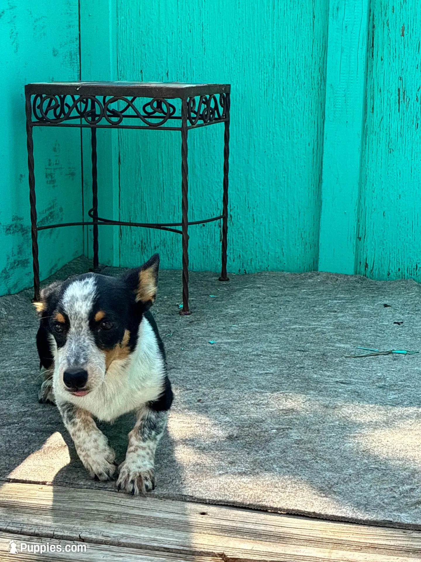 Remi, a female Pembroke Welsh Corgi for sale in Clovis, NM – 4 of 5