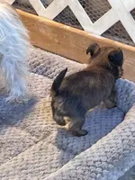 Coffee, a male Yorkshire Terrier for sale in Clovis, NM – Photo 9 of 9