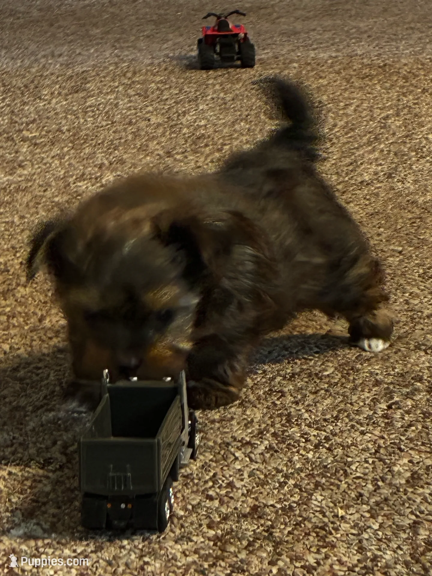 Coffee, a male Yorkshire Terrier for sale in Clovis, NM – Photo 2 of 9