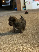 Coffee, a male Yorkshire Terrier for sale in Clovis, NM – Photo 4 of 9