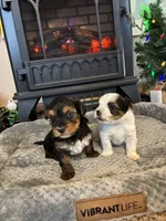 Coffee, a male Yorkshire Terrier for sale in Clovis, NM – Photo 1 of 9