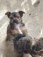 Coffee, a male Yorkshire Terrier for sale in Clovis, NM – Photo 6 of 9