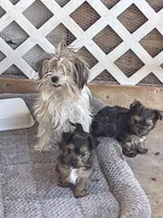 Coffee, a male Yorkshire Terrier for sale in Clovis, NM – Photo 8 of 9