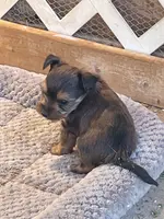 Coffee, a male Yorkshire Terrier for sale in Clovis, NM – Photo 5 of 9