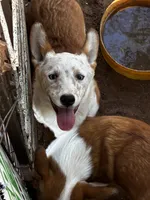 Wolf, a male Pembroke Welsh Corgi for sale in Clovis, NM – 2 of 3
