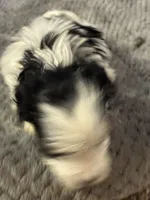 Lucy, a female Yorkshire Terrier for sale in Clovis, NM – Photo 3 of 4