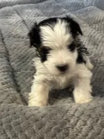 Lucy, a female Yorkshire Terrier for sale in Clovis, NM – Photo 2 of 4