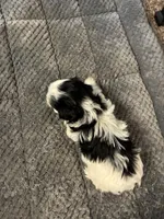 Lucy, a female Yorkshire Terrier for sale in Clovis, NM – Photo 4 of 4