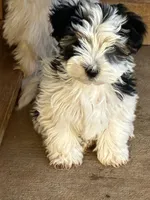 Lucy, a female Yorkshire Terrier for sale in Clovis, NM – Photo 6 of 6