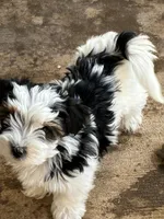 Lucy, a female Yorkshire Terrier for sale in Clovis, NM – Photo 1 of 4