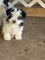 Lucy, a female Yorkshire Terrier for sale in Clovis, NM – Photo 3 of 6