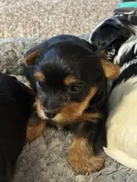 Lucy, a female Yorkshire Terrier for sale in Clovis, NM – Photo 3 of 4