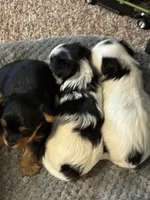 Lucy, a female Yorkshire Terrier for sale in Clovis, NM – Photo 1 of 4