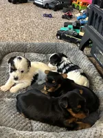 Lucy, a female Yorkshire Terrier for sale in Clovis, NM – Photo 2 of 4