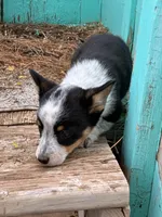 Remi, a female Pembroke Welsh Corgi for sale in Clovis, NM – 3 of 3