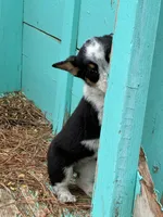 Remi, a female Pembroke Welsh Corgi for sale in Clovis, NM – 2 of 3