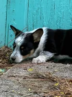 Remi, a female Pembroke Welsh Corgi for sale in Clovis, NM – 1 of 3