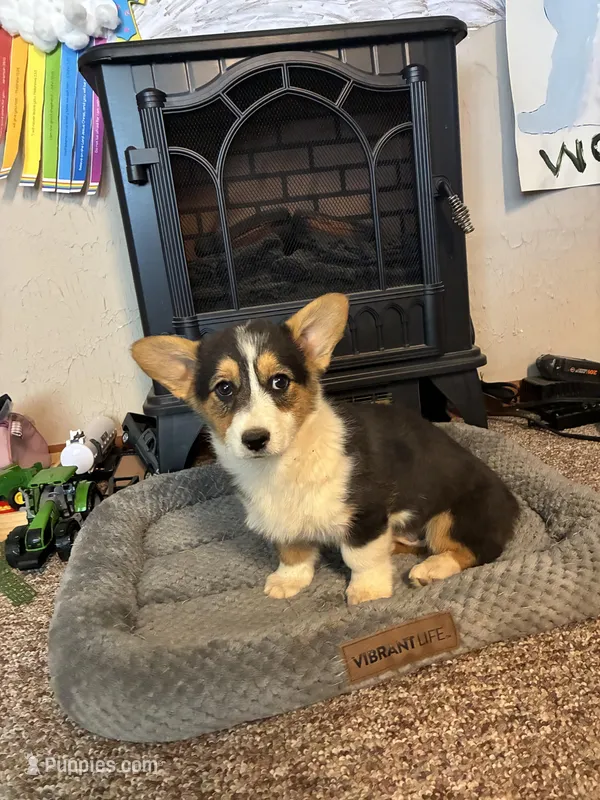 Lady – Pembroke Welsh Corgi puppy for sale in Clovis, NM