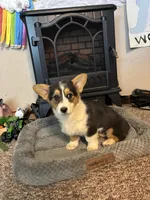 Lady, a female Pembroke Welsh Corgi for sale in Clovis, NM – Photo 2 of 2