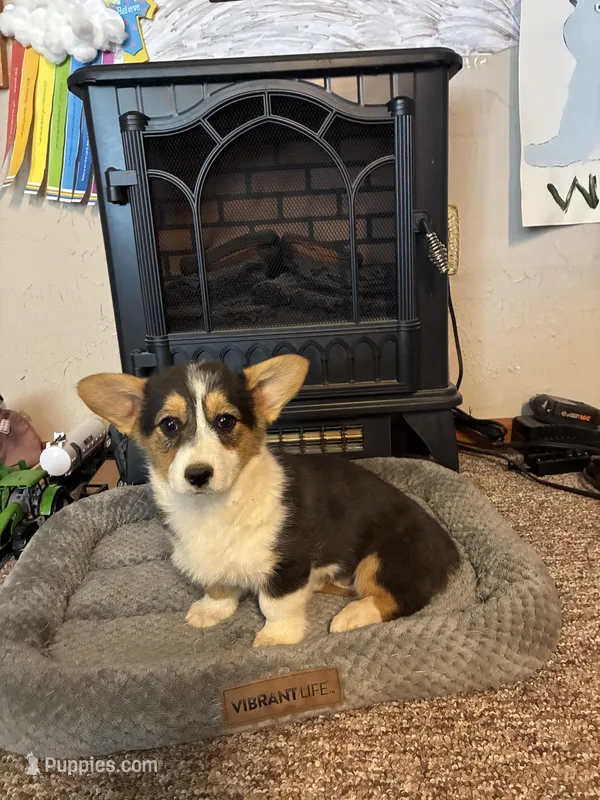 Lady – Pembroke Welsh Corgi puppy for sale in Clovis, NM