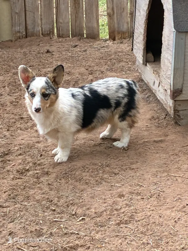 Molly – Pembroke Welsh Corgi puppy for sale in Clovis, NM