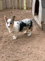 Molly, a female Pembroke Welsh Corgi for sale in Clovis, NM – 1 of 7