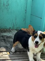 Raven, a female Pembroke Welsh Corgi for sale in Clovis, NM – 2 of 3