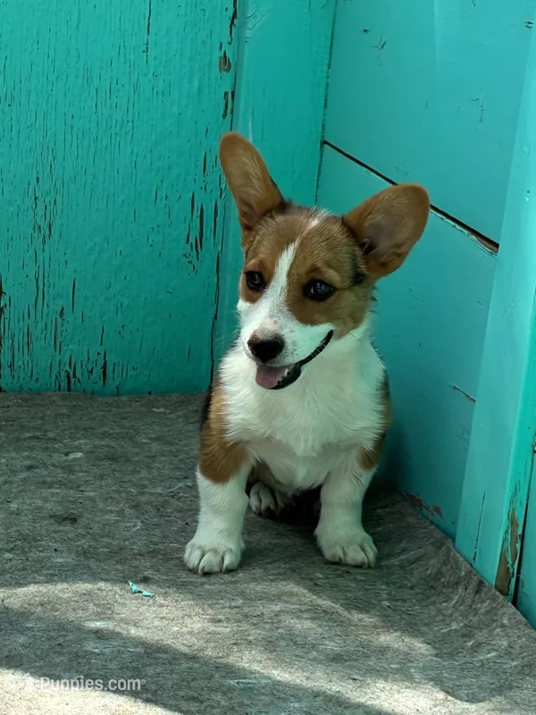 Jesse, a male Pembroke Welsh Corgi for sale in Clovis, NM – 1 of 2