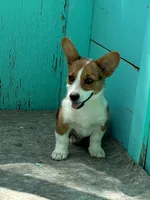 Jesse, a male Pembroke Welsh Corgi for sale in Clovis, NM – 1 of 2