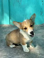 Tex, a male Pembroke Welsh Corgi for sale in Clovis, NM – 6 of 8