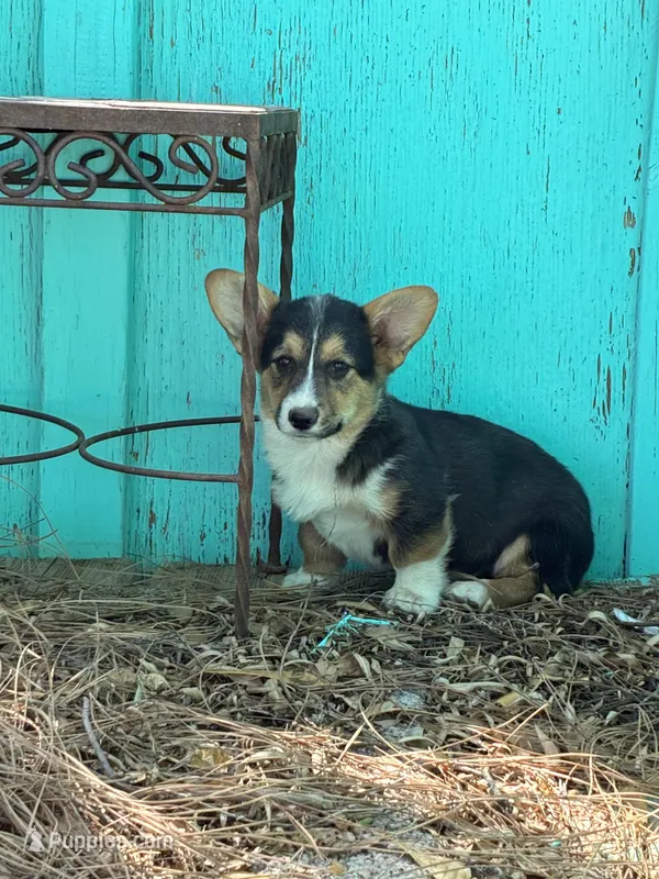 Ace, a male Pembroke Welsh Corgi for sale in Clovis, NM – Photo 1 of 2