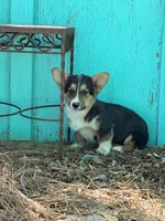 Ace, a male Pembroke Welsh Corgi for sale in Clovis, NM – Photo 1 of 2