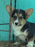 Ace, a male Pembroke Welsh Corgi for sale in Clovis, NM – Photo 2 of 2