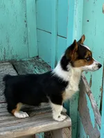 Layne, a female Pembroke Welsh Corgi for sale in Clovis, NM – 2 of 3
