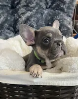 Lime Green Collar, a male French Bulldog for sale in Mexico, MO – 1 of 5