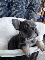 Royal Blue Collar, a male French Bulldog for sale in Mexico, MO – 3 of 5