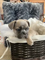 Pink collar, a female French Bulldog for sale in Mexico, MO – 6 of 6