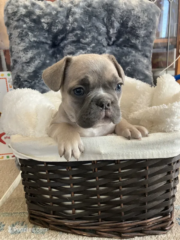 Pink collar – French Bulldog puppy for sale in Mexico, MO