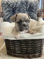 Pink collar, a female French Bulldog for sale in Mexico, MO – 1 of 6