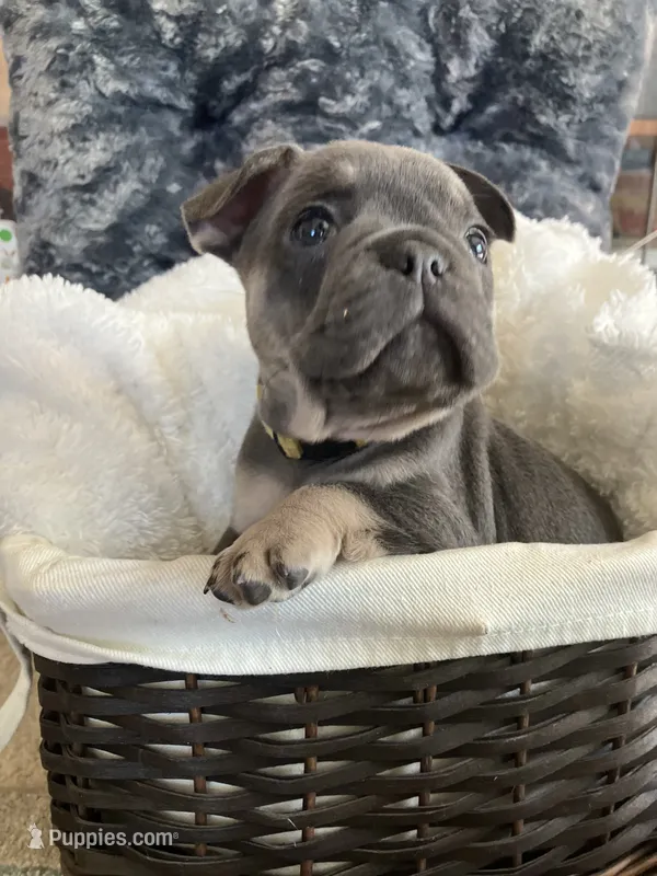 Yellow Collar – French Bulldog puppy for sale in Mexico, MO