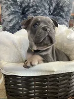 Yellow Collar, a male French Bulldog for sale in Mexico, MO – 2 of 7