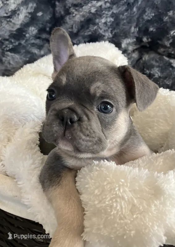 Turquoise Blue Collar – French Bulldog puppy for sale in Mexico, MO
